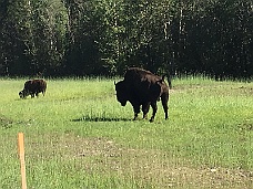 IMG_1853 Bison Along Alcan Highway